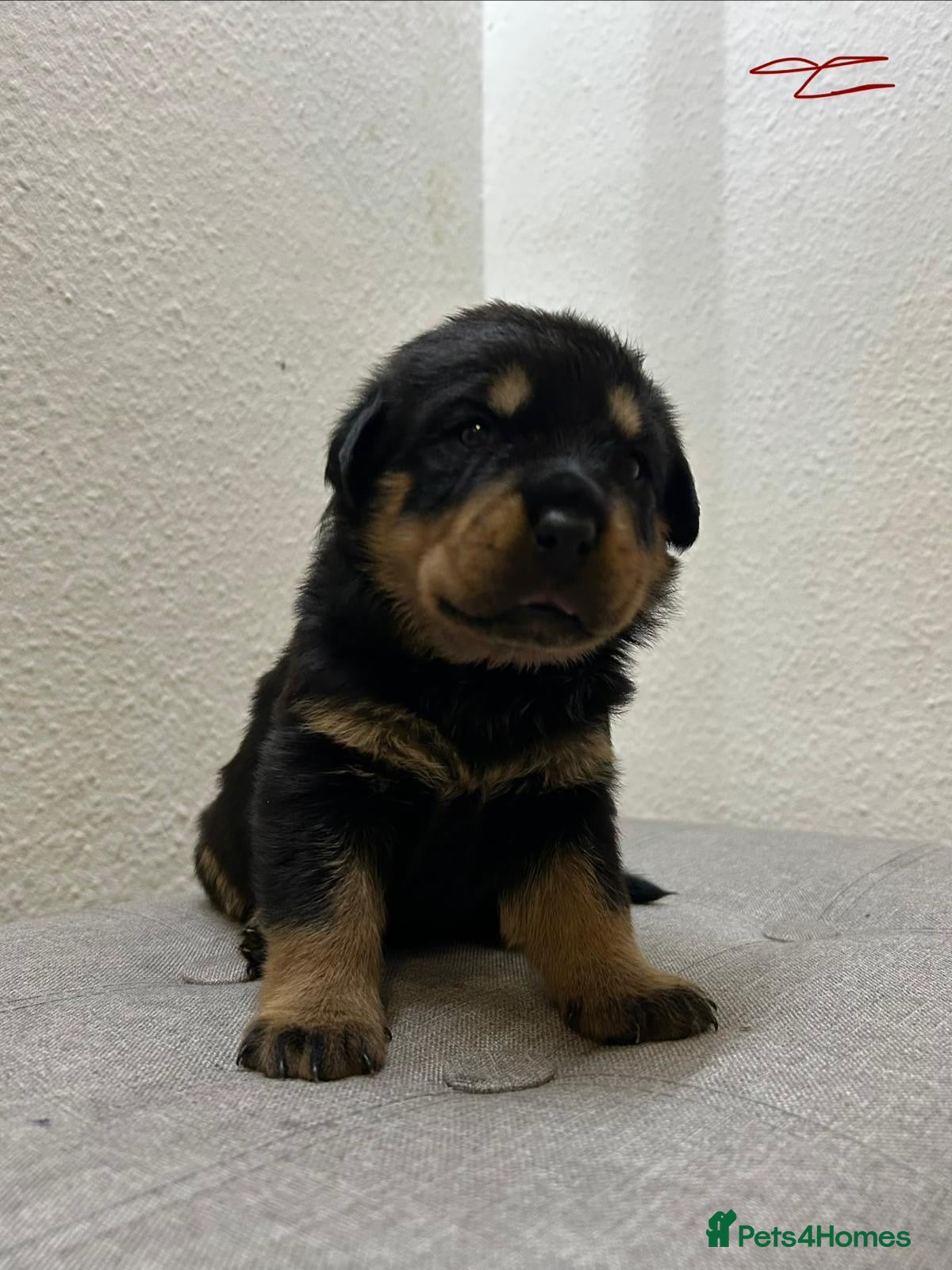 Rottweiler dogs KC Reg Rottweiler Puppies - Advert 16