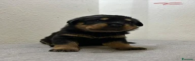 Rottweiler Puppy 5
