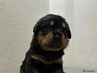 Rottweiler dogs KC Reg Rottweiler Puppies - Advert 16