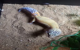 Gecko reptiles for sale: Leopard geckos for sale - Image 2