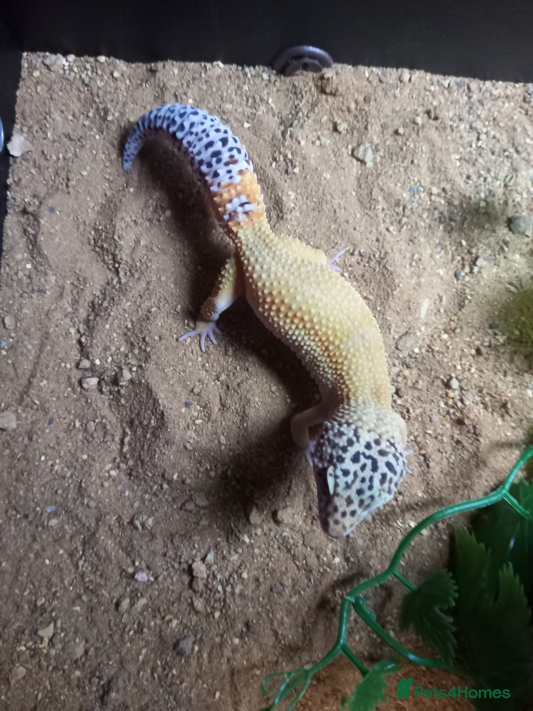 Gecko reptiles for sale: Leopard geckos for sale - Image 2