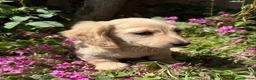 Dachshund dogs for sale: KC miniature long haired creams - Advert 1