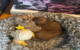 Chihuahua dogs for sale: Beautiful Long Coat Chihuahua Puppies - Image 7