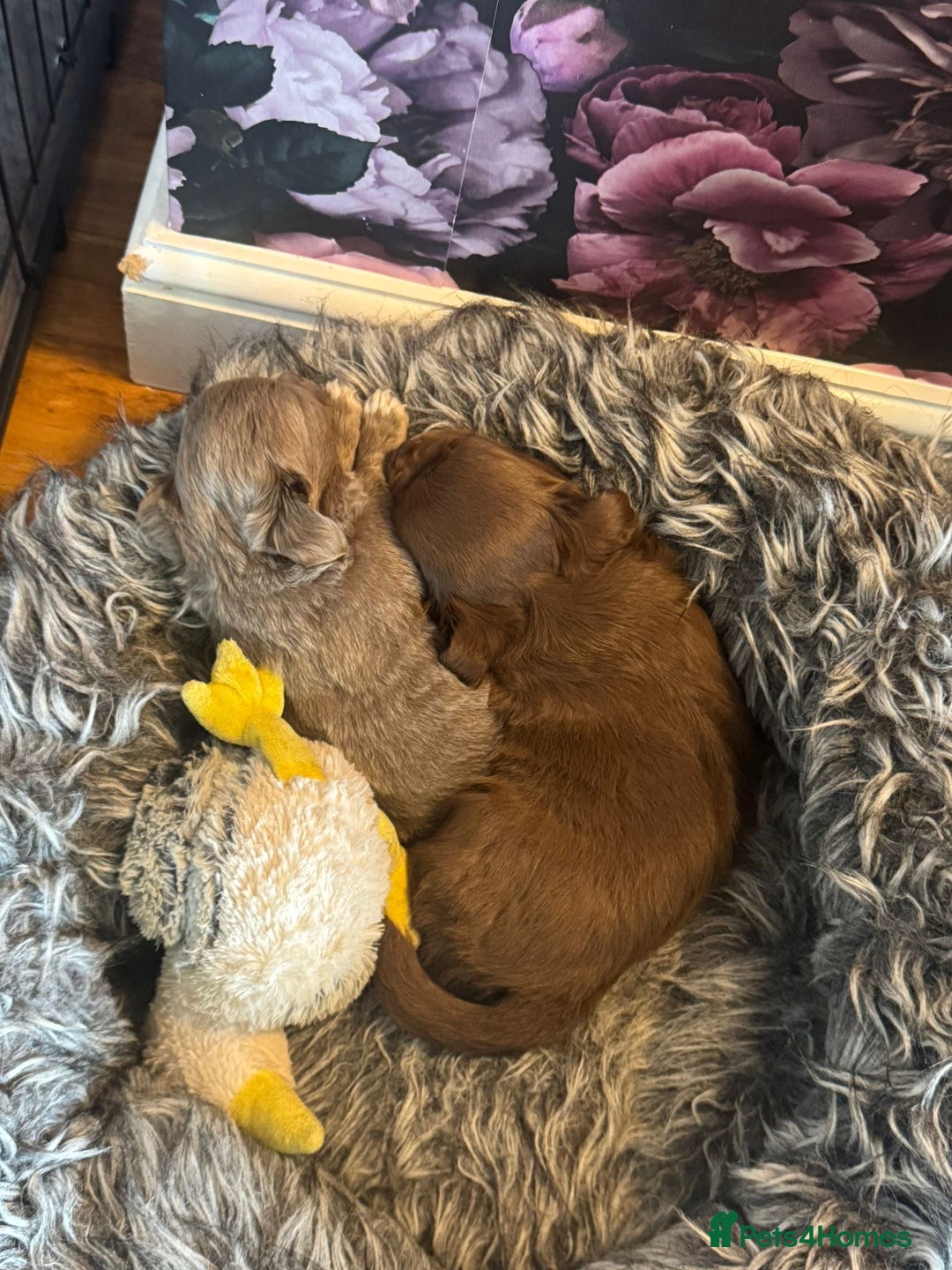 Chihuahua dogs for sale: Beautiful Long Coat Chihuahua Puppies - Image 7