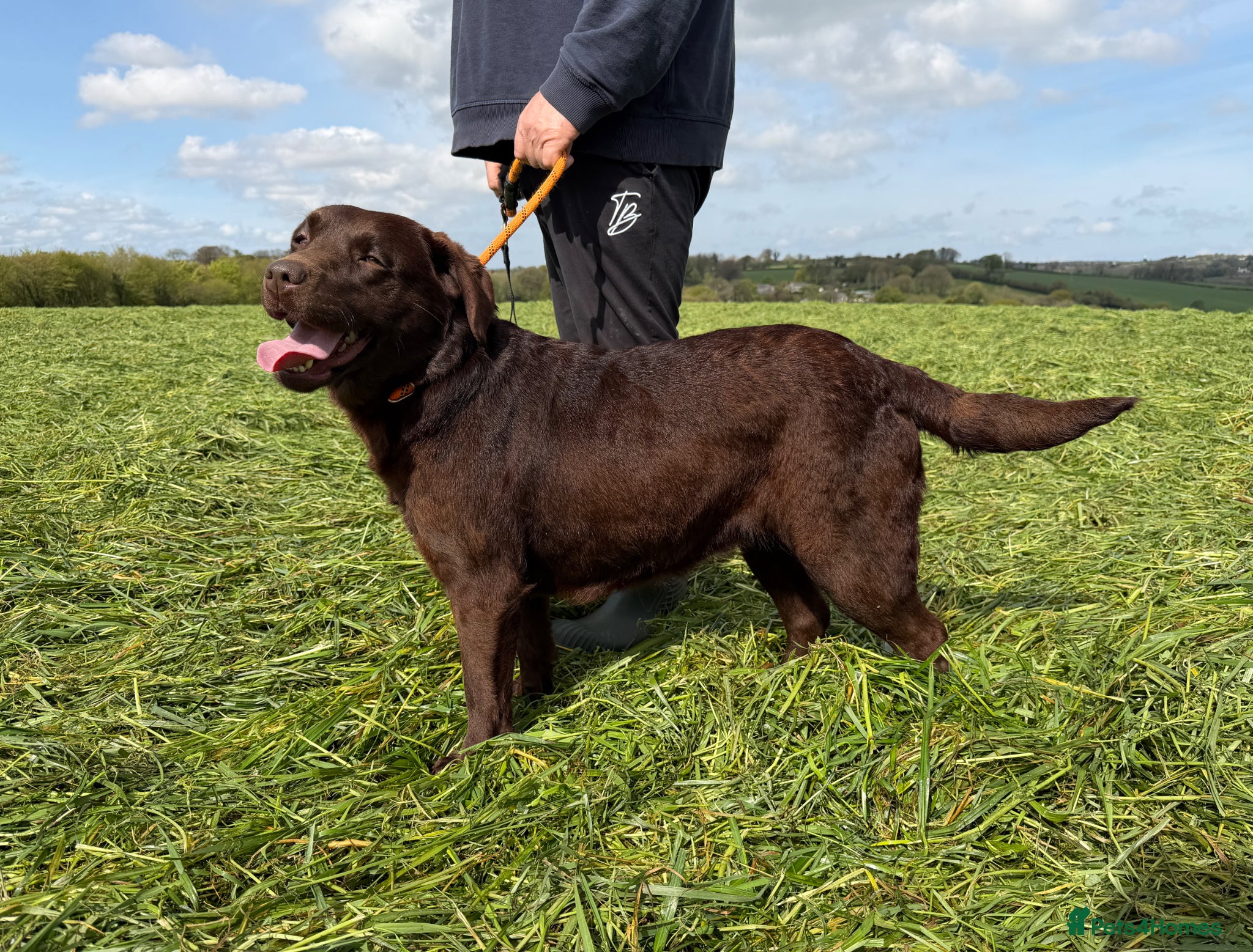Labrador Retriever dogs for sale: Adult Bitch - Quality KC Chocolate Labrador  - Advert 1