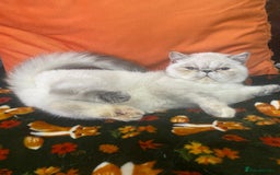 Exotic cats for sale: EXCEPTIONAL GCCF PERSIAN EXOTIC  - Image 9