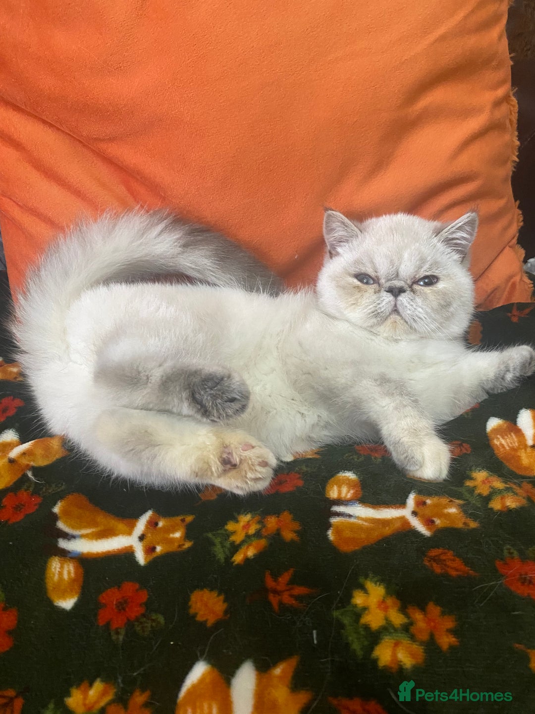 Exotic cats for sale: EXCEPTIONAL GCCF PERSIAN EXOTIC  - Image 9