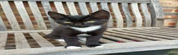 Mixed Breed cats for sale: Male kitten for sale - Advert 2