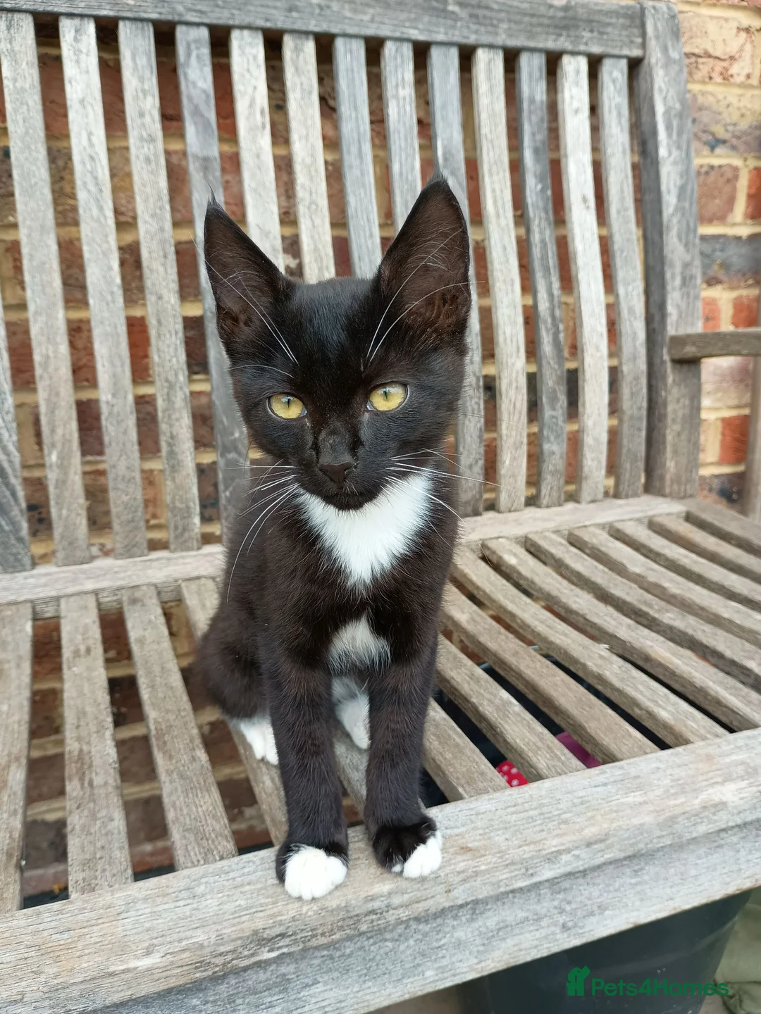 Mixed Breed cats for sale: Male kitten for sale - Advert 2
