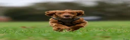 Cockapoo dogs for stud: Male Red Cockapoo Stud in Coventry - Advert 4