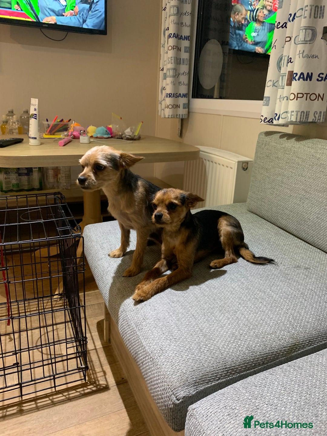Chorkie dogs for sale: ****** - Image 3