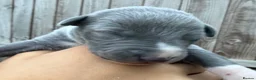 Whippet dogs for sale: Whippet puppies READY TO GO NOW  - Advert 12