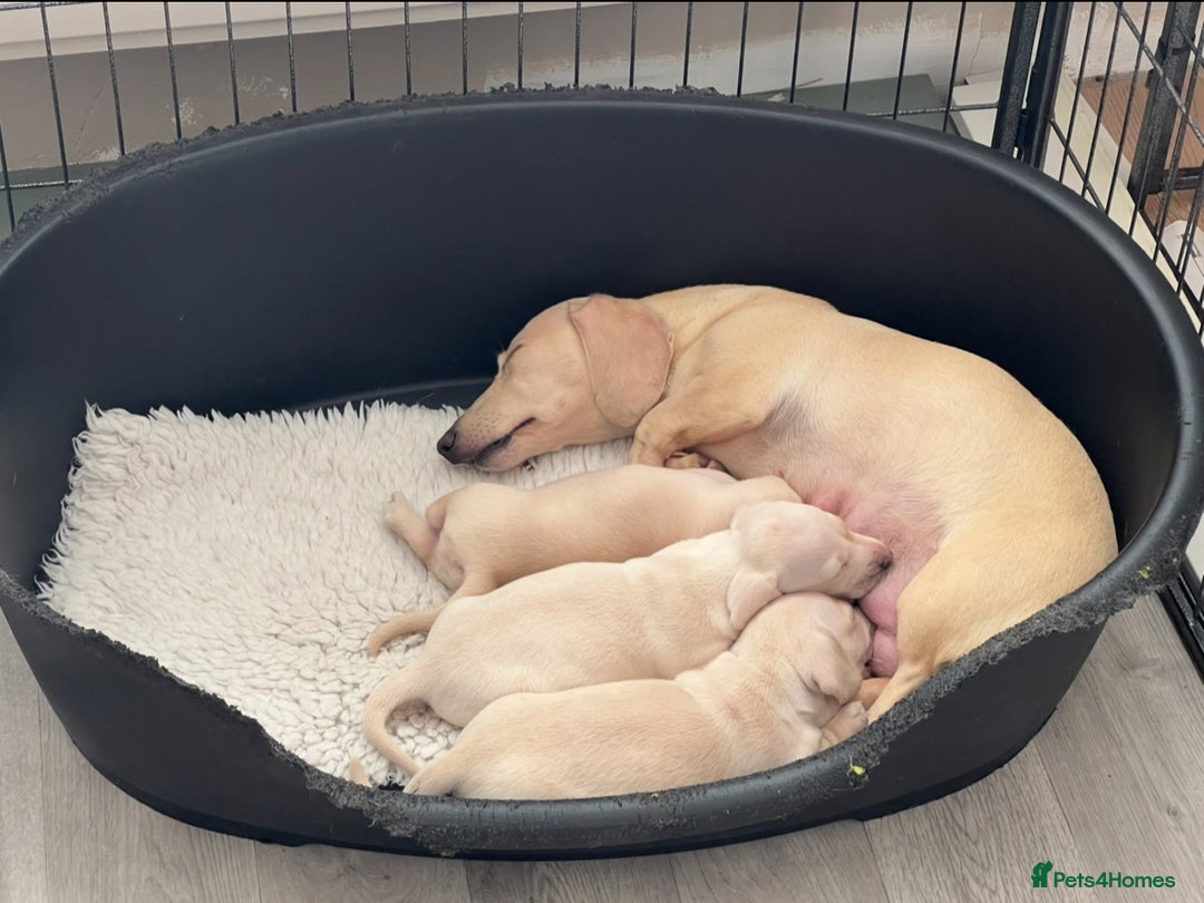 Miniature Dachshund dogs for sale: 🥰 Cream Dapple smooth haried Dachshunds 🥰 - Image 8