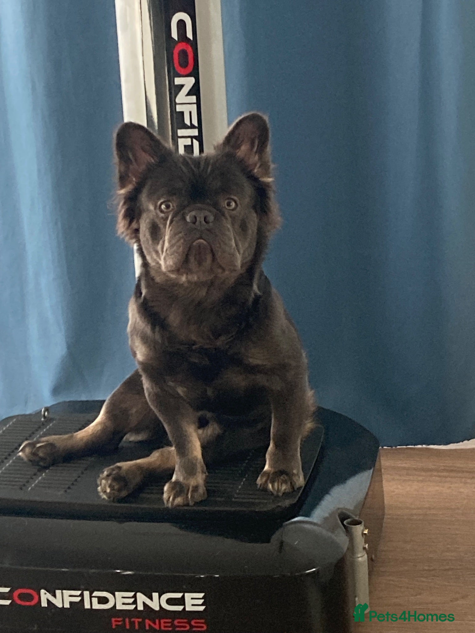 French Bulldog dogs Knight Konan ready to stud  - Advert 1