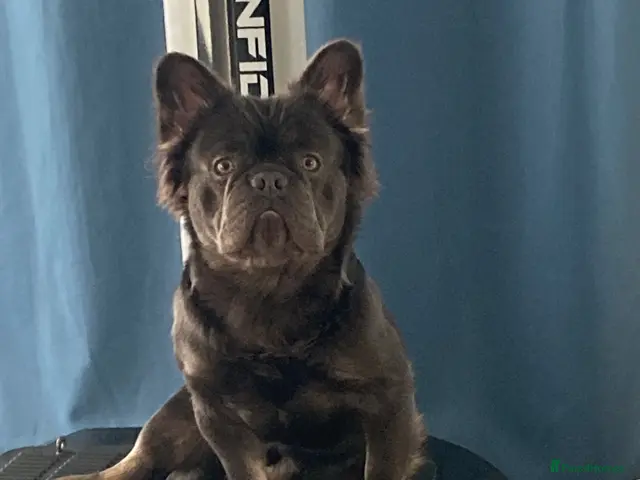 French Bulldog dogs Knight Konan ready to stud - Advert 1