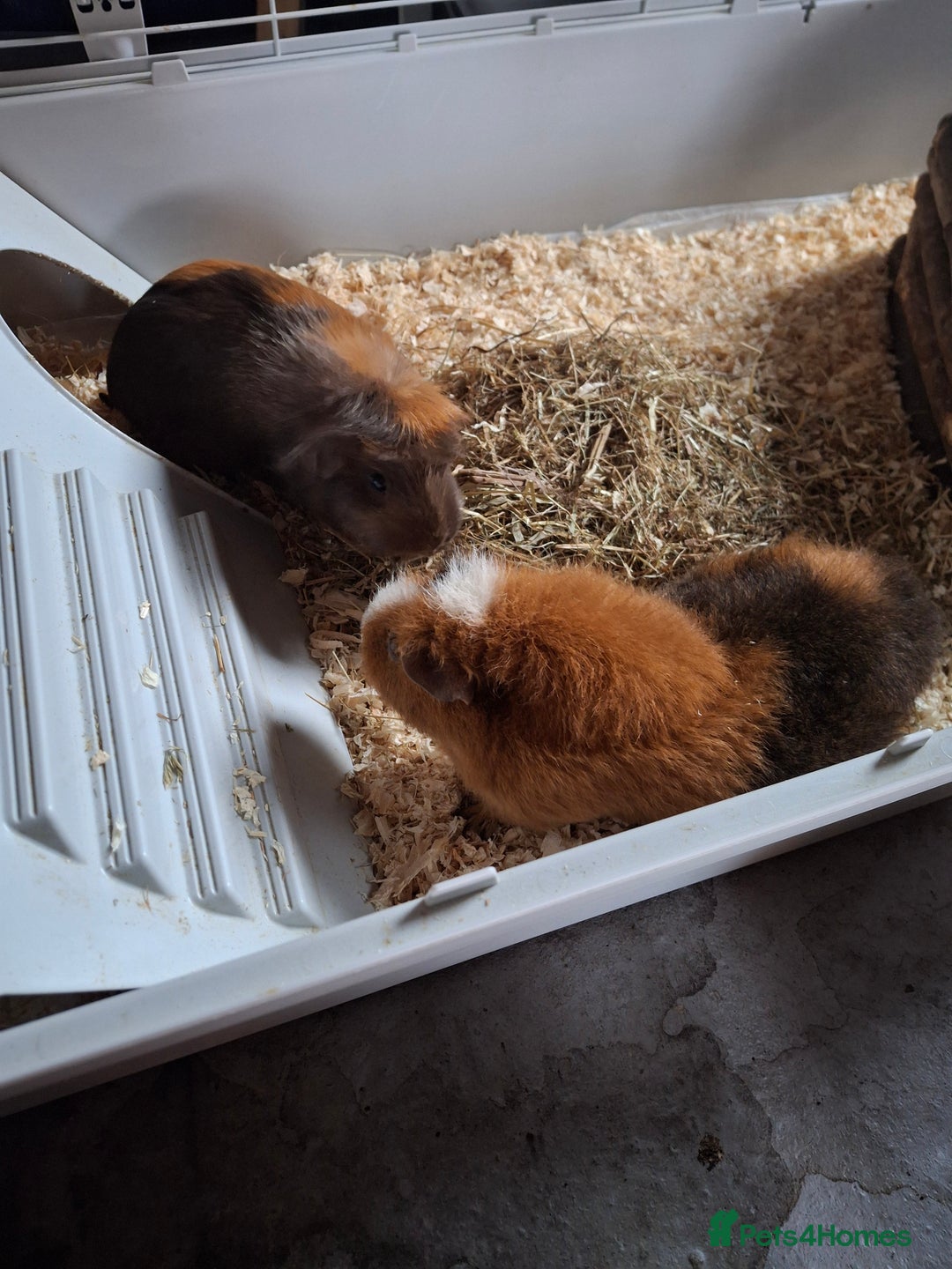 Guinea Pig rodents for sale: 2 Female Guinea Pigs Sisters - Image 3