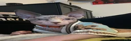 Sphynx cats for sale: Beautiful Sonnie the Turkish Sphynx in Stoke-on-Trent - Advert 1