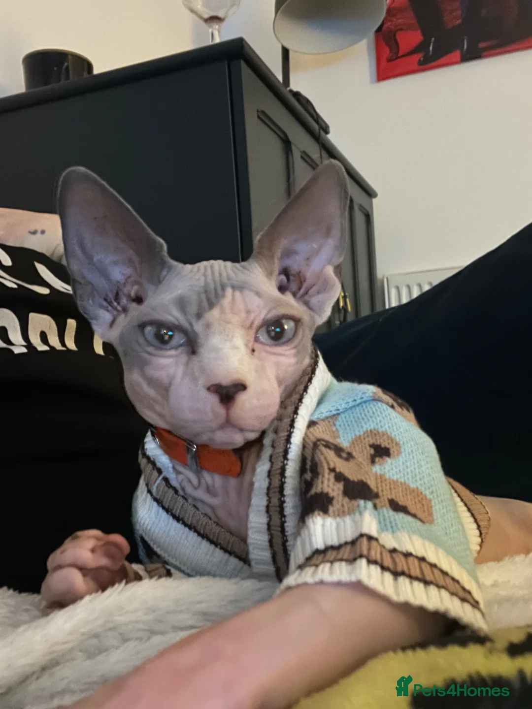 Sphynx cats for sale: Beautiful Sonnie the Turkish Sphynx in Stoke-on-Trent - Advert 1
