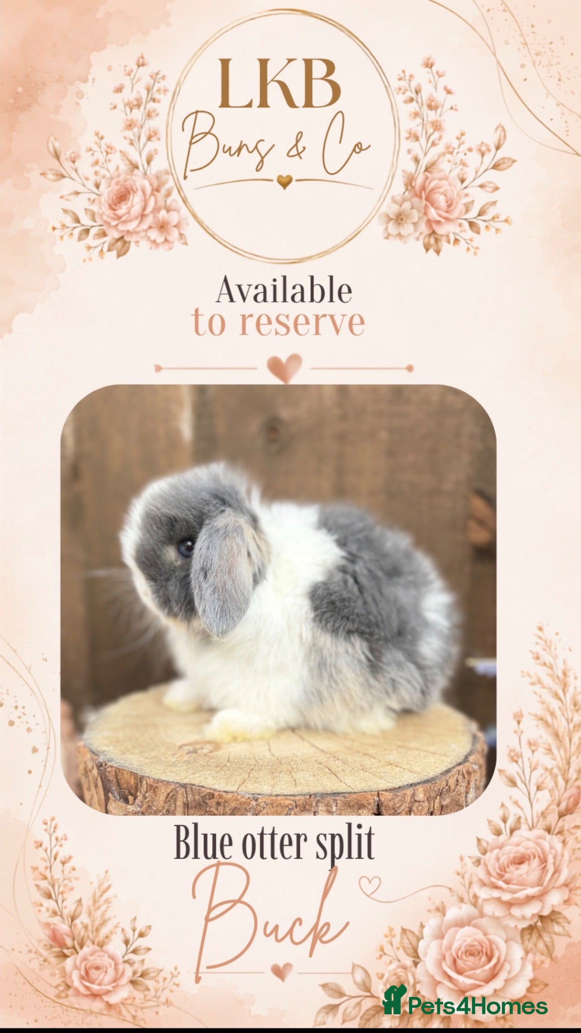 Mini Lop rabbits 🌟 PEDIGREE MINI LOPS 🌟 - Advert 18