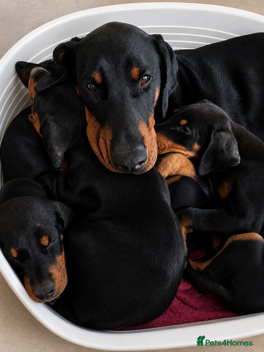 Dobermann dogs Ready to go now Beautiful doberman pups, 4 girls  - Advert 8