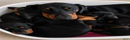 Dobermann dogs for sale: Ready now KC reg Beautiful doberman pups, 4 girls  - Advert 2