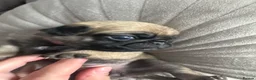 Pug dogs for sale: Kc registered pug puppies  in Plymouth - Advert 9