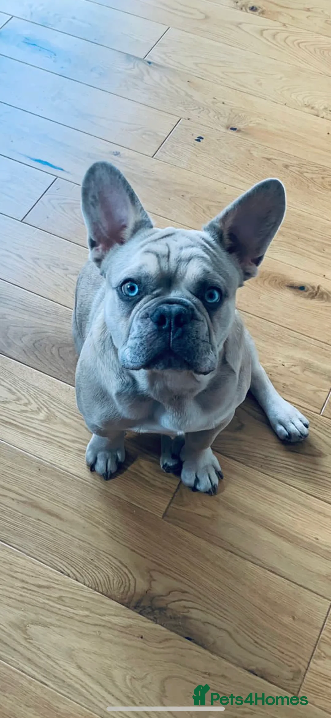 Gallery Image {{count}}