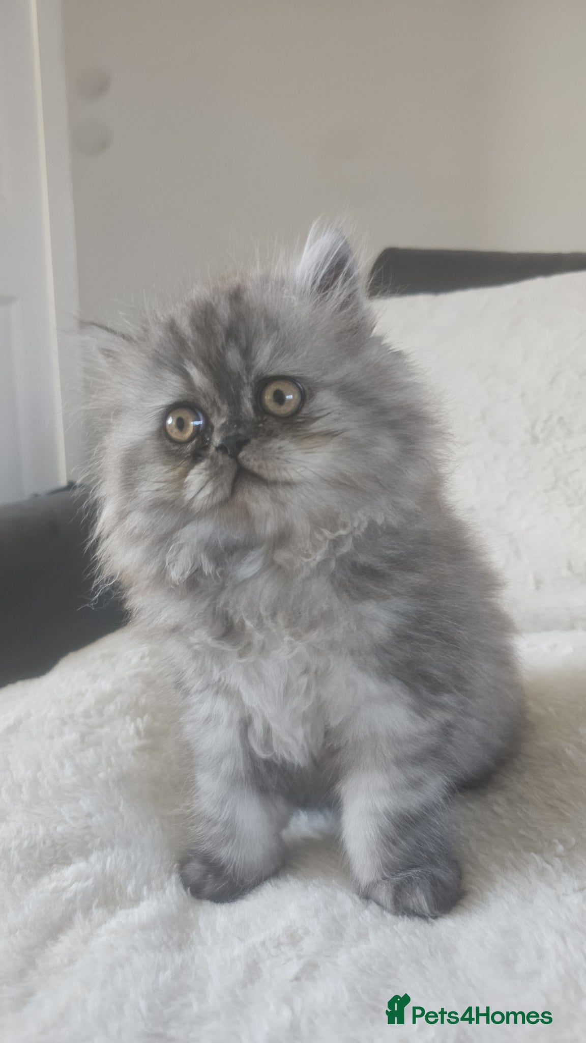 Persian cats URGENT 1 smoke girl. Reduced  - Advert 15