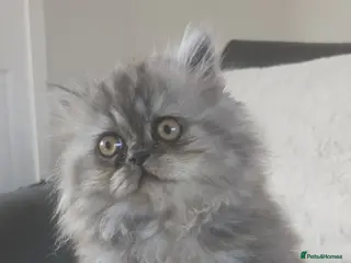 Persian cats URGENT 1 smoke girl. Reduced - Advert 3
