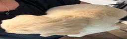 Golden Retriever dogs for sale: Chunky KC Golden Retriever Puppies - Advert 10