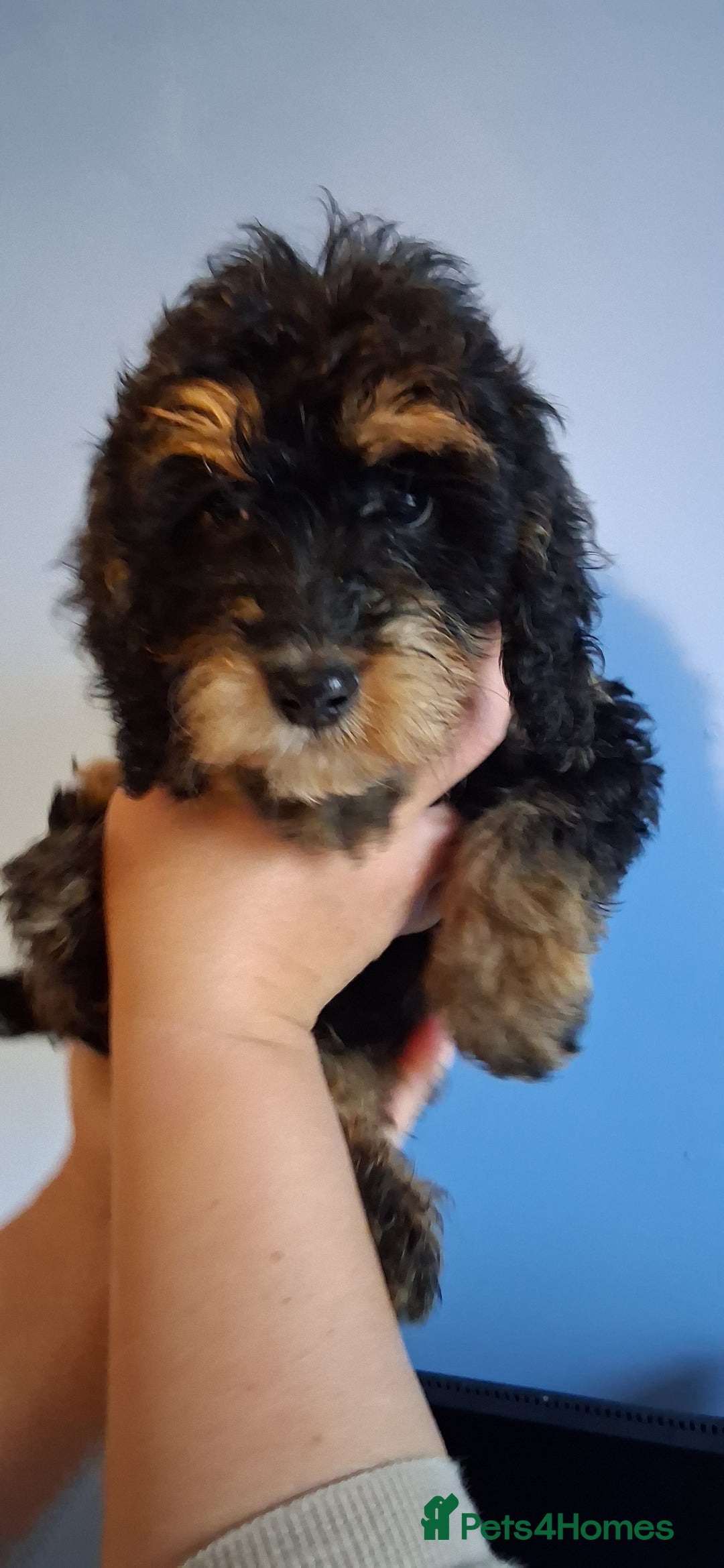 Cockapoo dogs for sale: Miniature heath tested cockapoos - Image 5