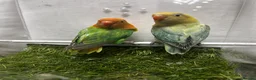 Lovebirds birds for sale: Beautiful mutation fisher opline lovebirds   - Advert 8