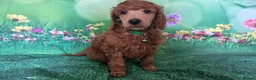 Standard Poodle dogs for stud: Red St Poodle For Stud Extensively Health Tested in Pontypool - Advert 19