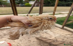 Chickens poultry for sale: FREE - Pure colour pekin bantam cockerels - Image 2