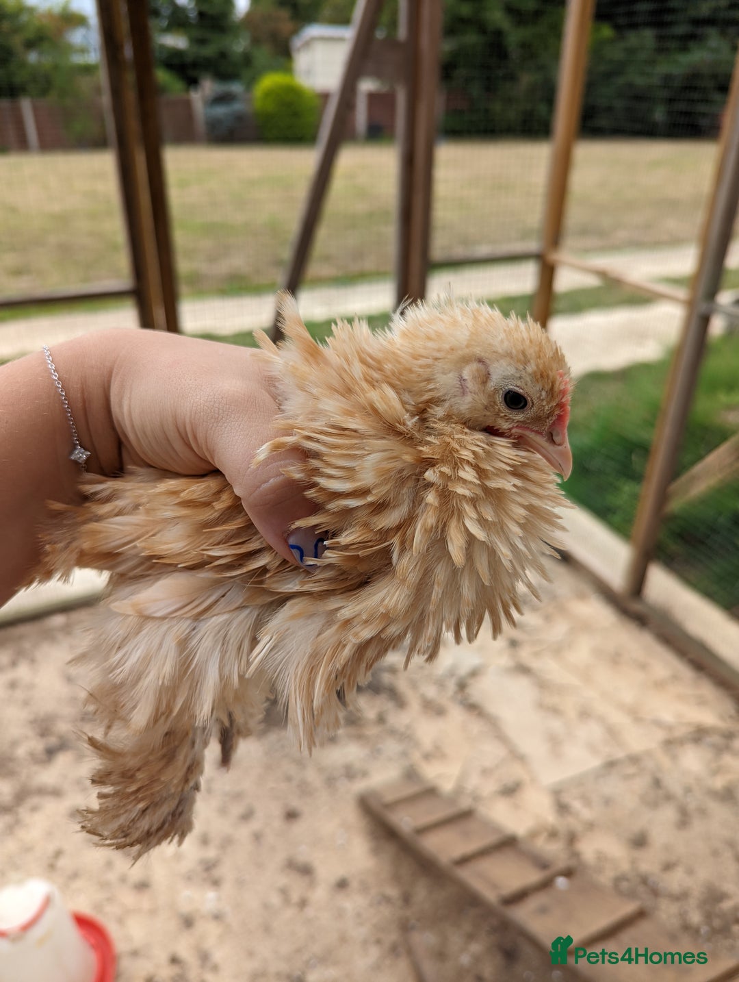 Chickens poultry for sale: FREE - Pure colour pekin bantam cockerels - Image 2