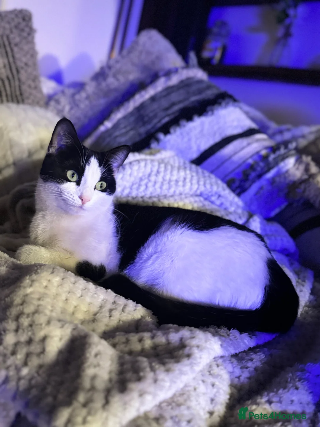 Mixed Breed cats for sale: Black and white Mixed Breed Kittens-8 weeks old in Sittingbourne - Advert 2