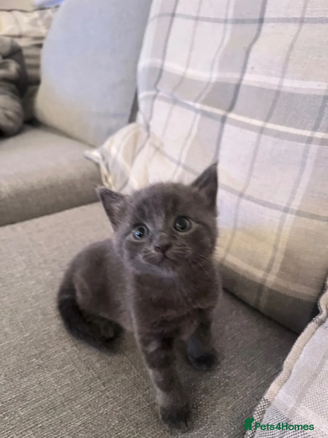 Mixed Breed cats for sale: 5 kittens for rehoming in London - Advert 1