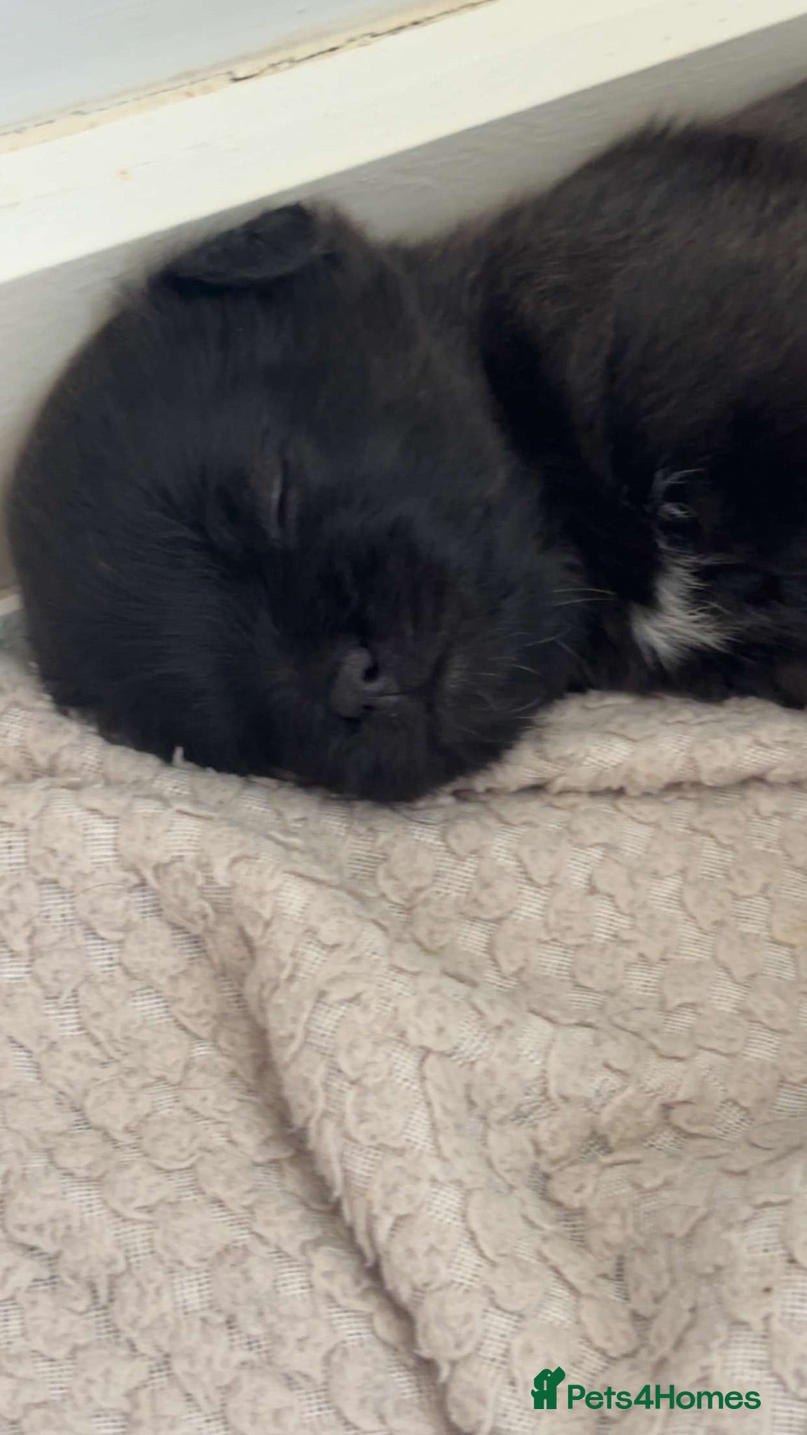 Affenpinscher dogs Affenpinscher puppy’s for sale - Advert 12