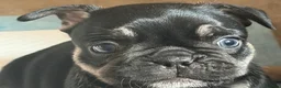 Frug dogs for sale: French bulldog x frug - Advert 10