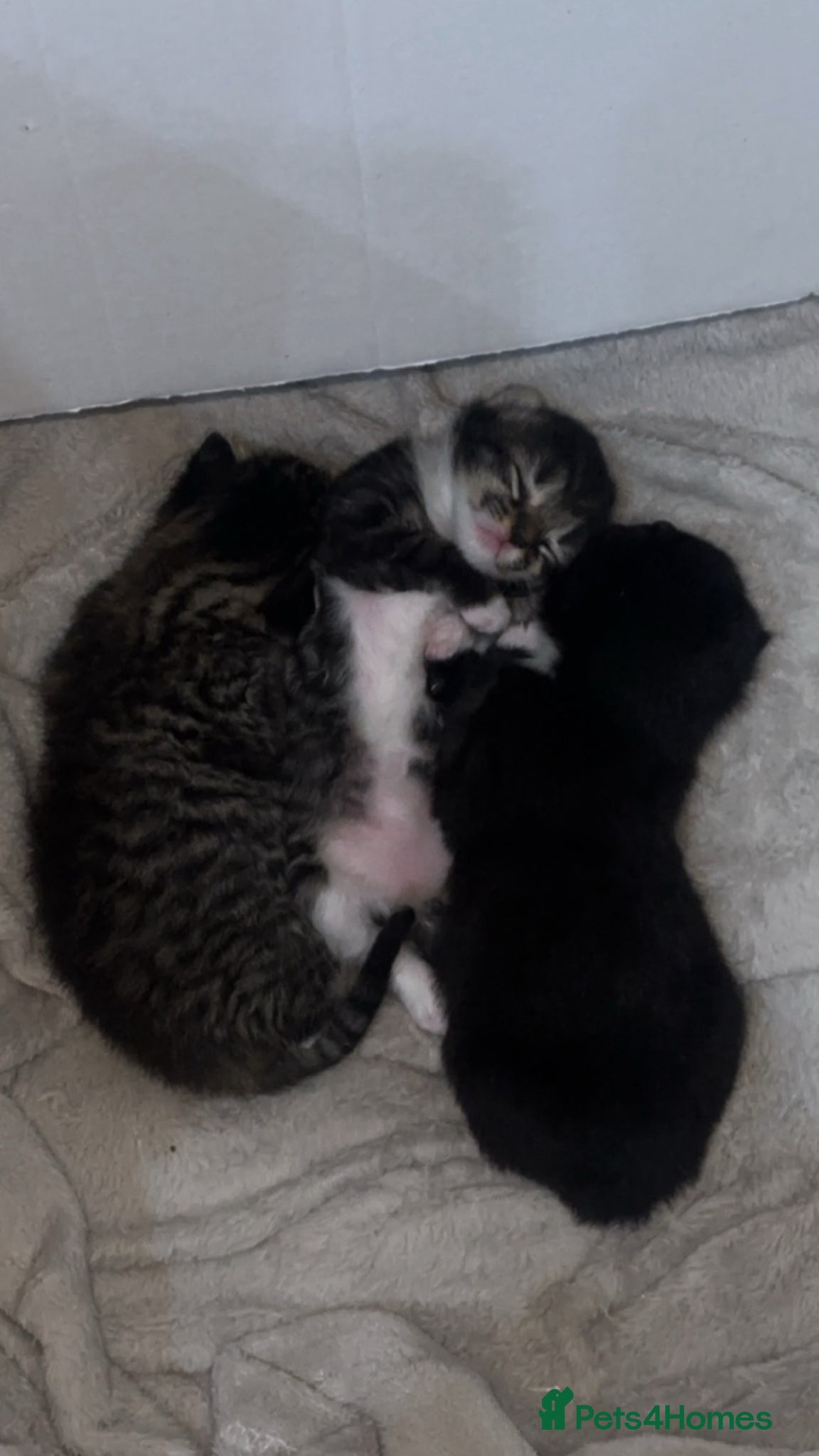 British Longhair cats 3 beautiful longhair kittens for sale✨❤️ - Advert 5