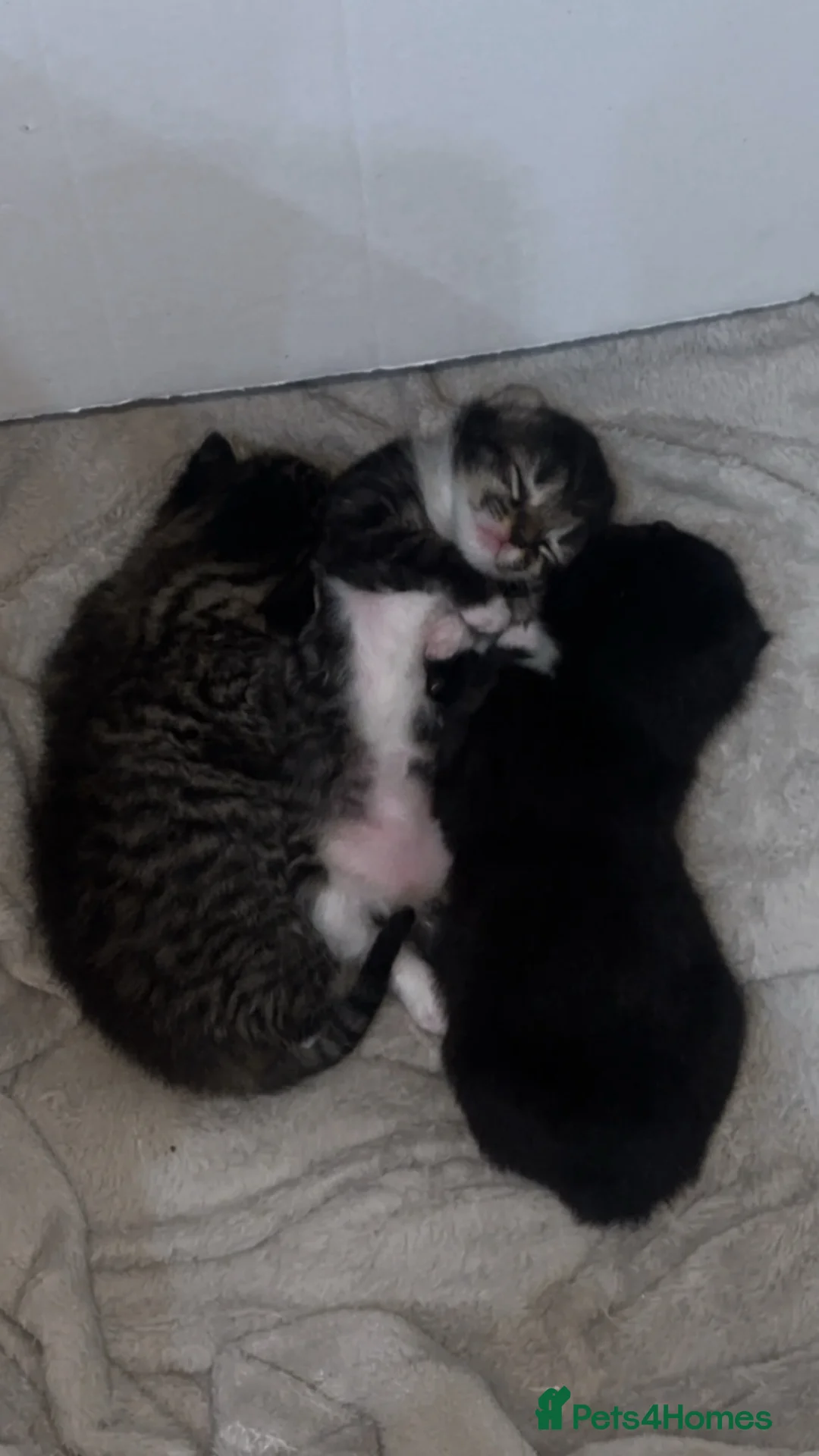 British Longhair cats for sale: 3 beautiful longhair kittens for sale✨❤️ - Advert 1