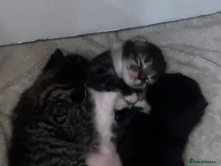 British Longhair cats 3 beautiful longhair kittens for sale✨❤️ - Advert 5