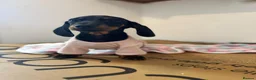 Miniature Dachshund dogs for sale: Adorable Miniature Dachshund Girl in Enfield - Advert 7