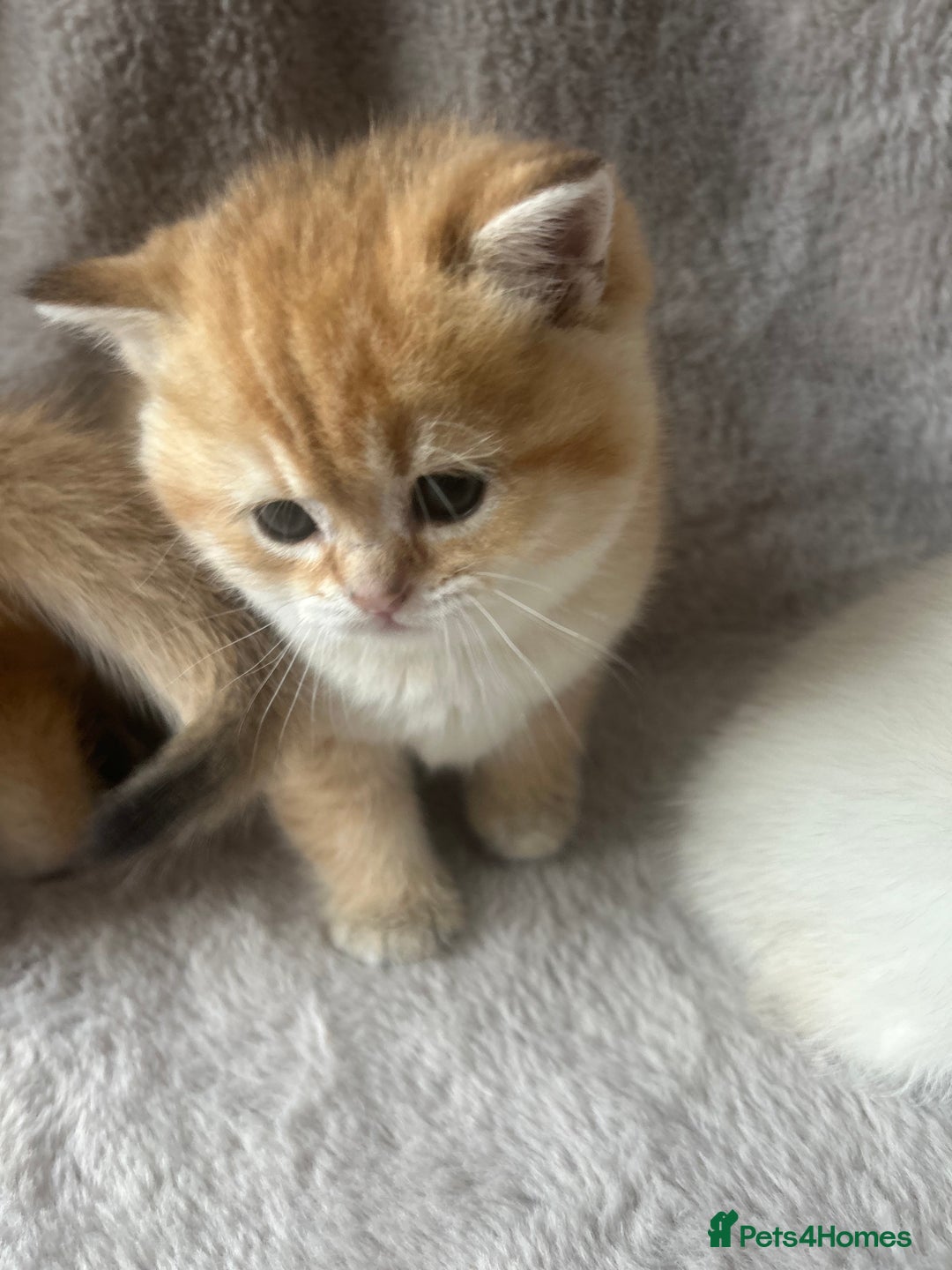 Scottish Fold cats for sale: Beautiful Gold Chinchilla babies  - Advert 15