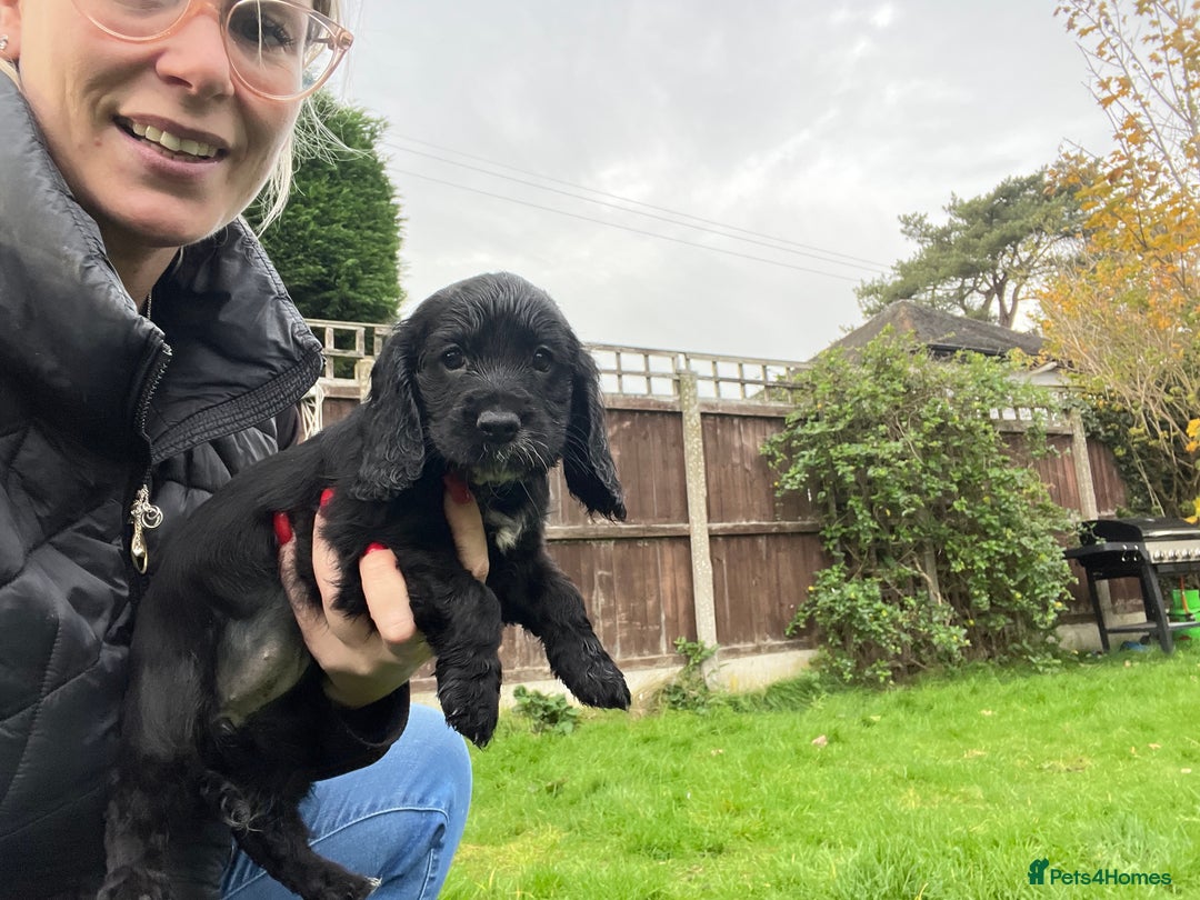 Cocker Spaniel dogs for sale:  4 Beautiful Cocker Spaniel Girls 🐶 - Image 10