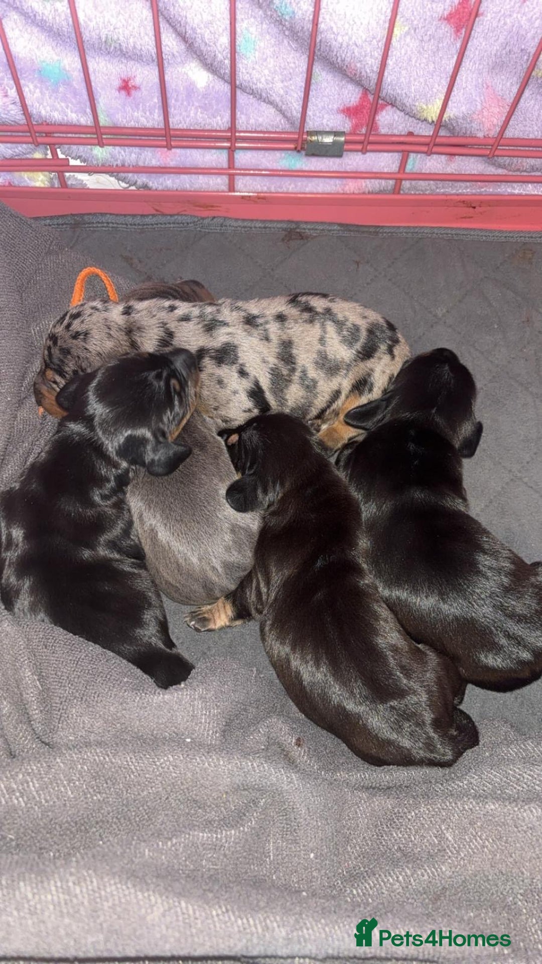Miniature Dachshund dogs for sale: Outstanding Quality True miniature dachshunds - Advert 8