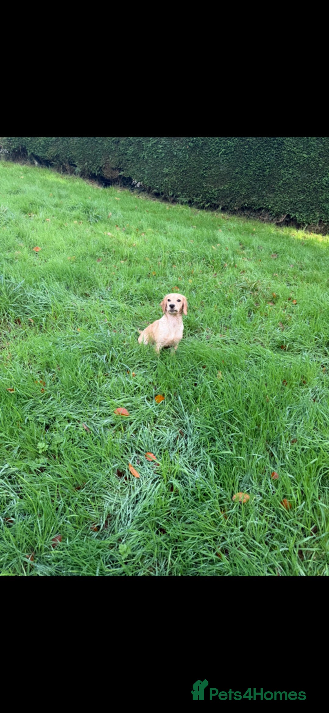 Cocker Spaniel dogs for sale: 5 gorgeous cocker spaniel puppies - Image 31