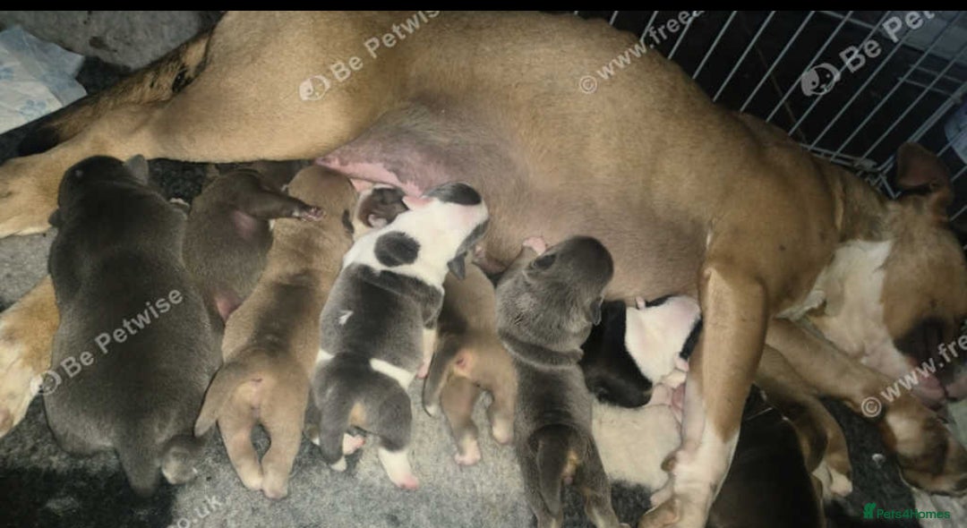 Mixed Breed dogs for sale: 2 mixed breed pups  - Image 2