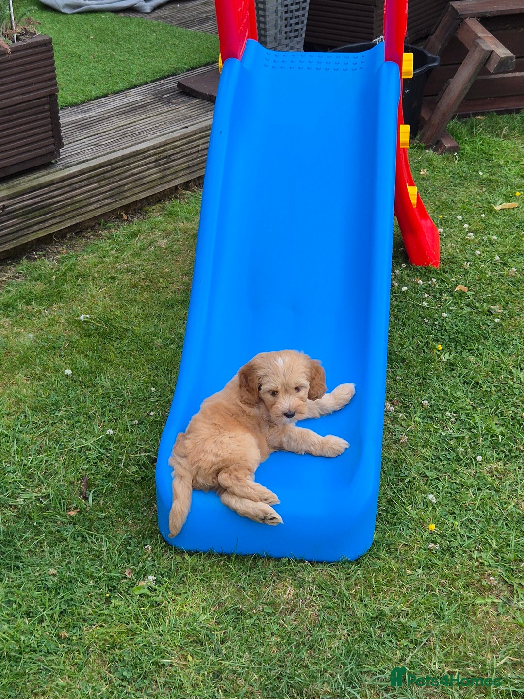 Cockapoo dogs for sale: READY NOW !! ONLY 3 COCKERPOO PUPPIES LEFT !!! in Alfreton - Image 34