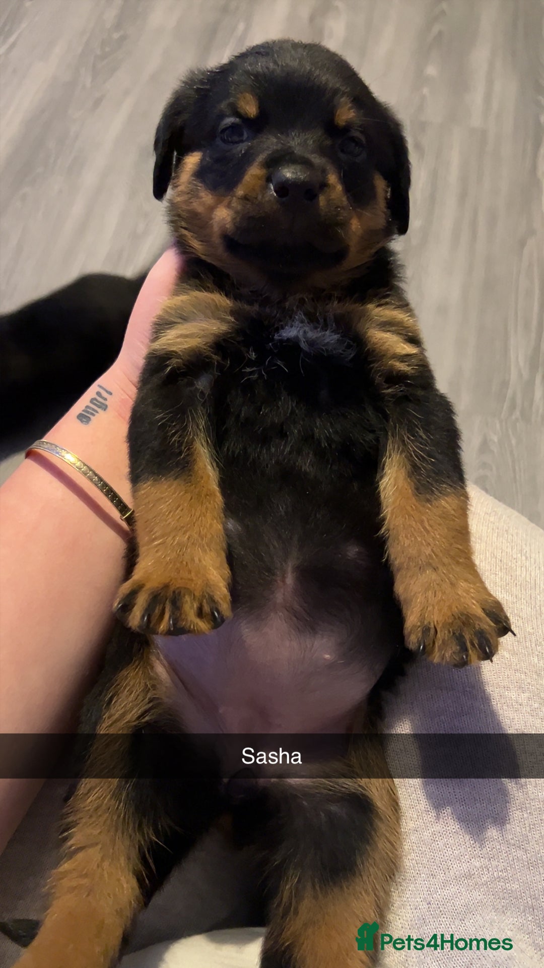 Rottweiler dogs for sale: ⭐ LAST THREE ROTTWEILER PUPPIES LEFT ⭐  - Advert 9